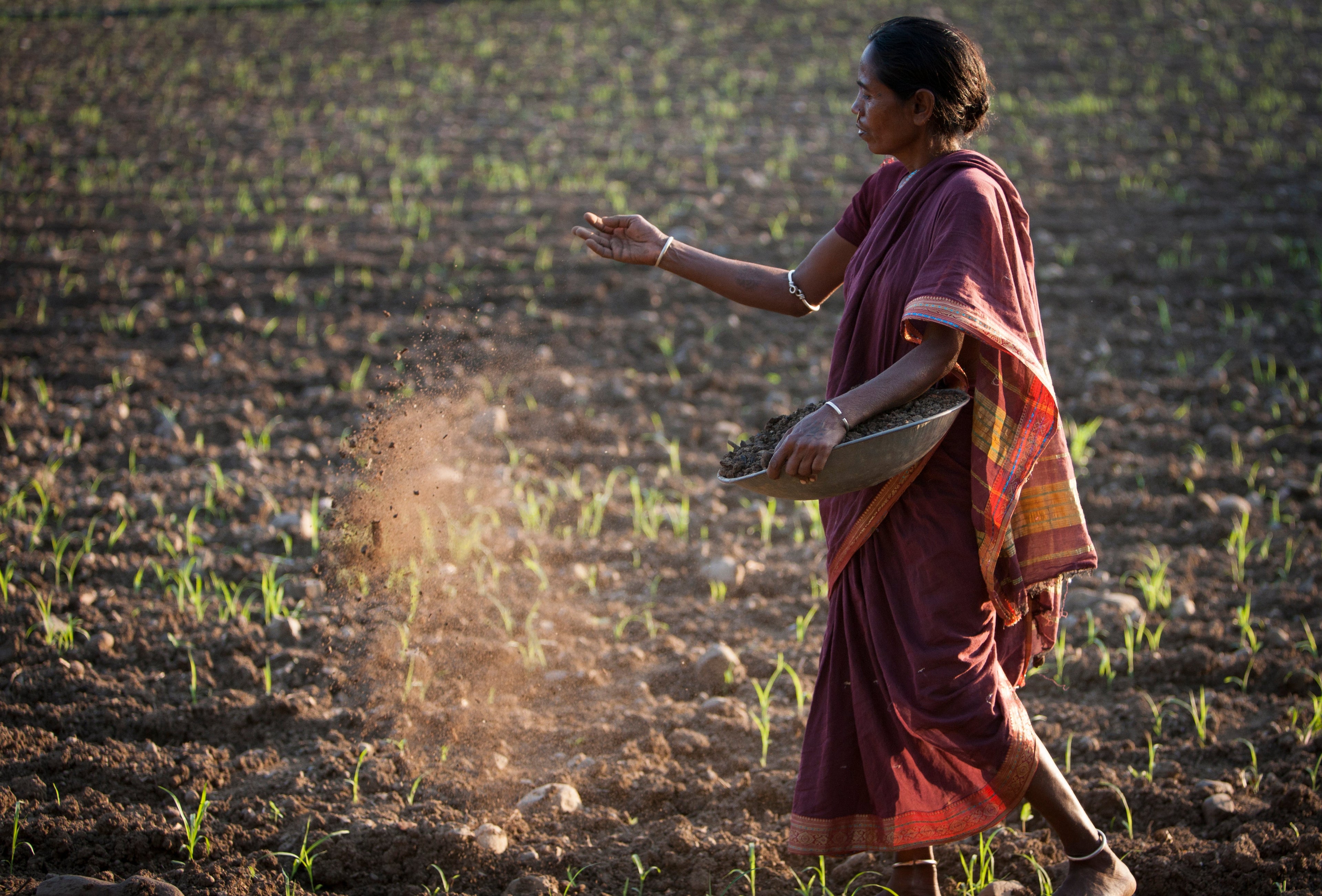 Chetna Organic Cotton